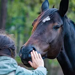 Stages poney au Haras de La Crau