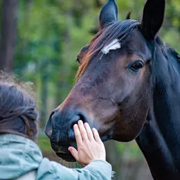 Stages poney au Haras de La Crau