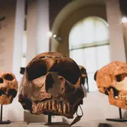 Stand : À la rencontre des Hominines