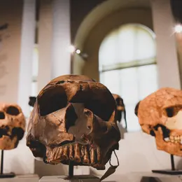 Stand : À la rencontre des Hominines