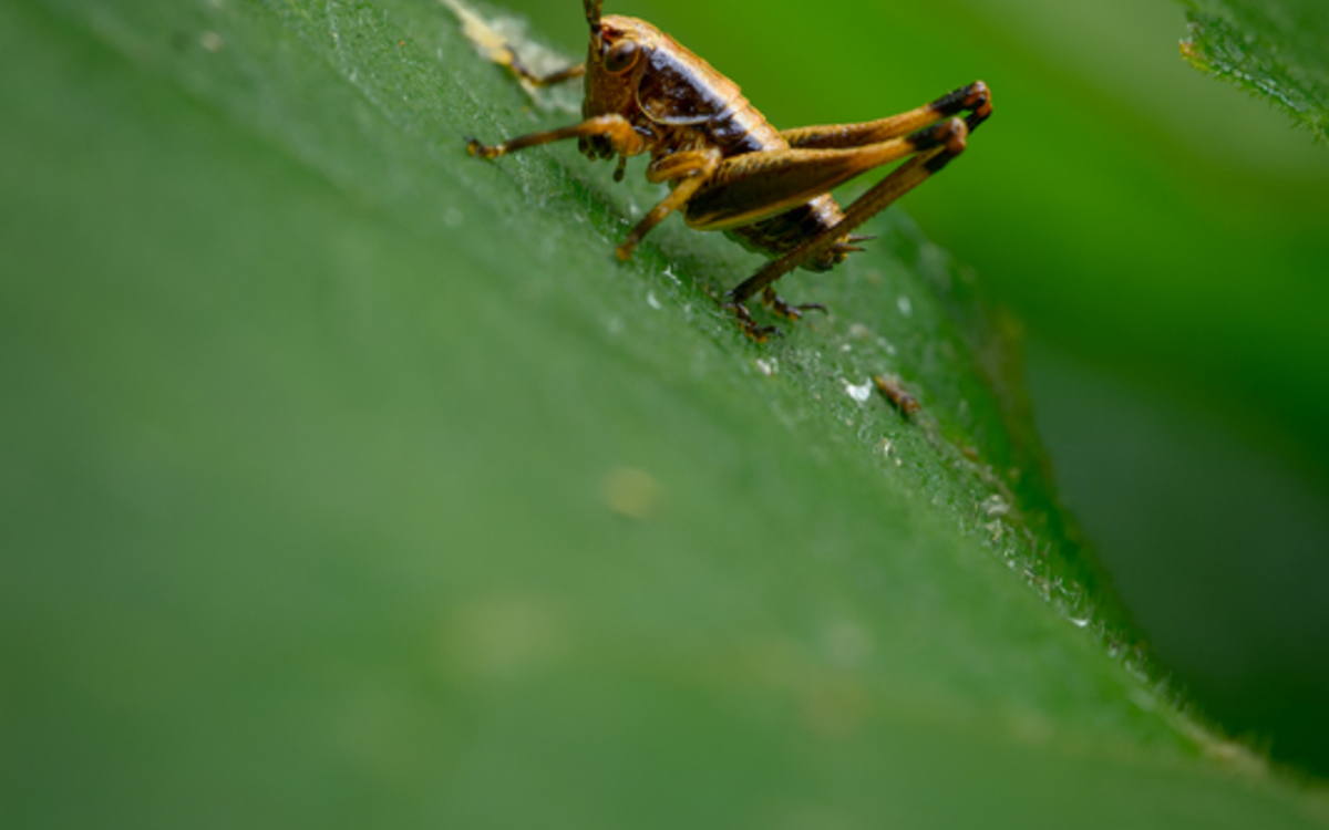 Suivi des Criquets et Sauterelles