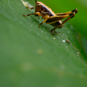 Suivi des Criquets et Sauterelles