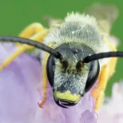 Suivi photographique des insectes pollinisateurs