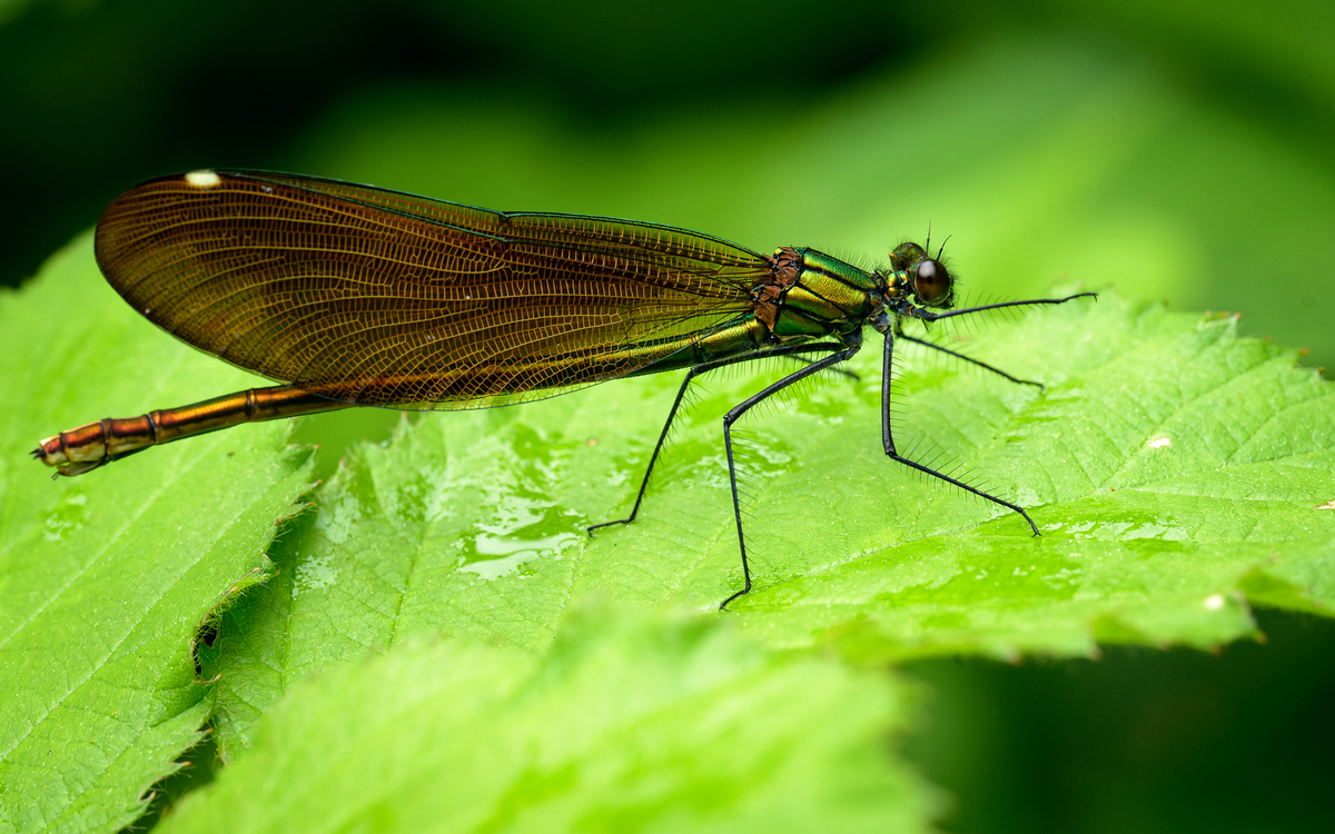 18 08 Odonates_-_Frederic_Combeau_-_Calopteryx_femelle_Calopteryx_sp (1)