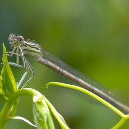 Suivi Temporel des Libellules