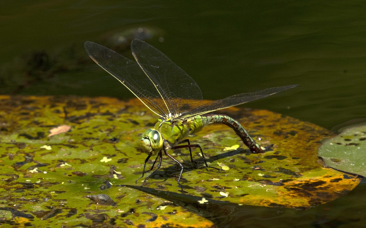 07 07 STELI-_Anax_empereur_femelleAnax_imperator_-_Sonia_Yassa