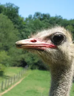 Sundgau Autruche - La ferme des Autruches
