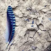 Sur la piste de la vie sauvage