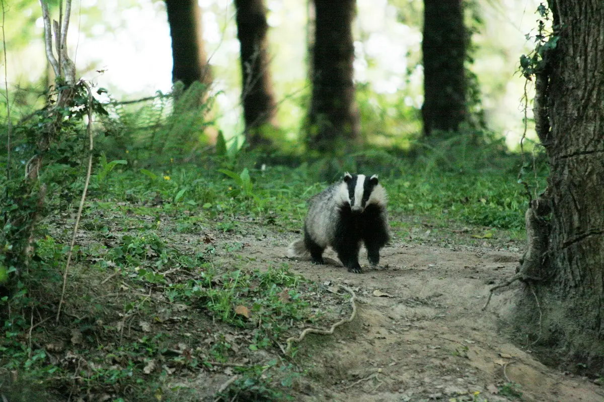 Sur la piste des animaux de la forêt