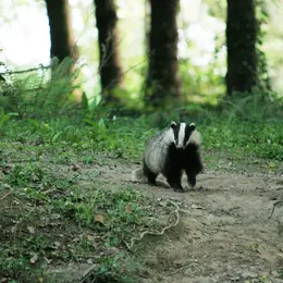 Sur la piste des animaux de la forêt