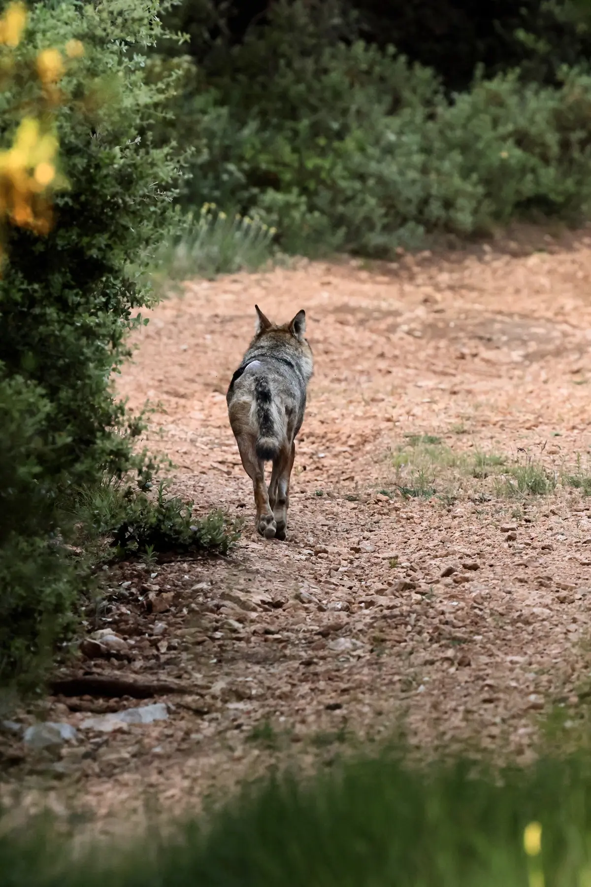 Sur la Piste du loup