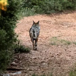 Sur la Piste du loup