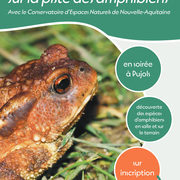 Sur la pistes des amphibiens