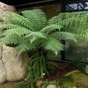 Sur la trace des premières plantes