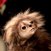 Sur Les Pas D'Oodaaq