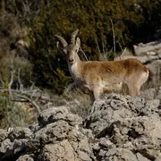 Sur les traces des bouquetins