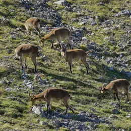 Sur les traces des bouquetins