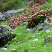 Sur les traces des marmottes