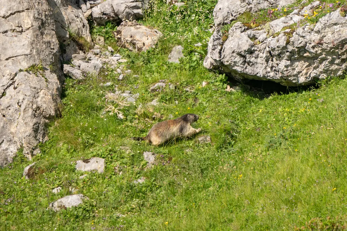 Sur les traces des marmottes