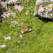 Sur les traces des marmottes