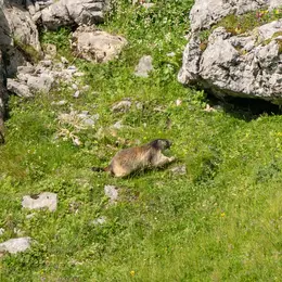 Sur les traces des marmottes