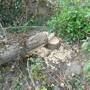 Sur les traces du Castor