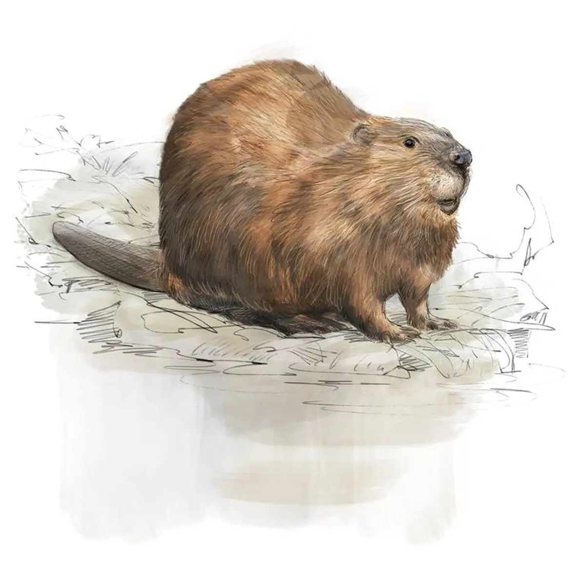 Sur les traces du castor d'Europe