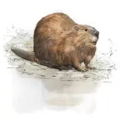 Sur les traces du castor d'Europe