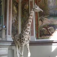 La sympatique girafe qui accueille le visiteur à l'entrée du musée &copy; Denis Helfer