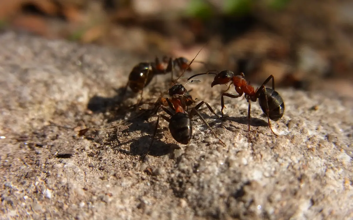 Table ronde : l'entraide dans la nature, des modèles pour notre société ?