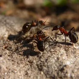 Table ronde : l'entraide dans la nature, des modèles pour notre société ?