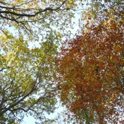 Taille des arbres du verger