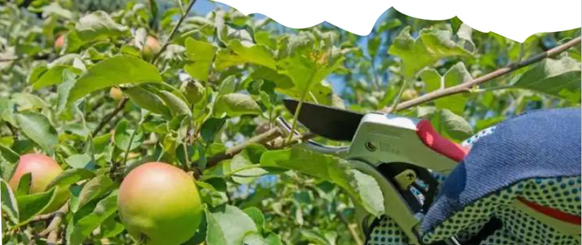 Taille et entretien d'un verger plein vent traditionnel - Dimanche Nature