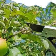 Taille et entretien d'un verger plein vent traditionnel - Dimanche Nature