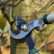 Taille et greffe au verger