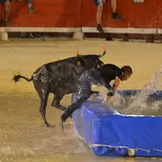 Taureau - piscine et clowns