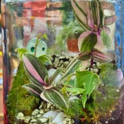 Terrarium : une seconde vie pour mon bocal