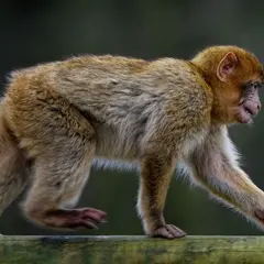 Terre de Singes