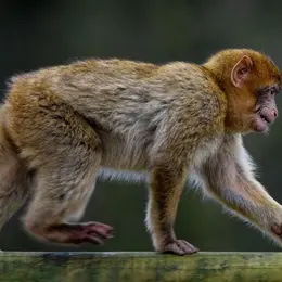 Terre de Singes