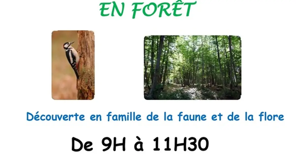 Terre en vert : sortie estivale en forêt