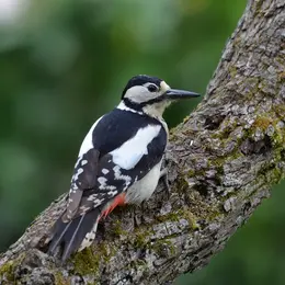 Terre en vert : sortie estivale en forêt