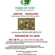 Terre en Vert : sortie observation, initiation et déterminations des odonates