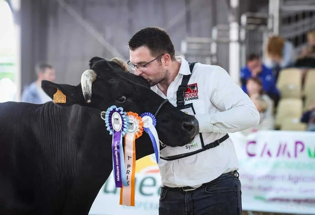 Des concours bovins, ovins, &eacute;quins et porcins sont organis&eacute;s sur toute la dur&eacute;e du festival. 