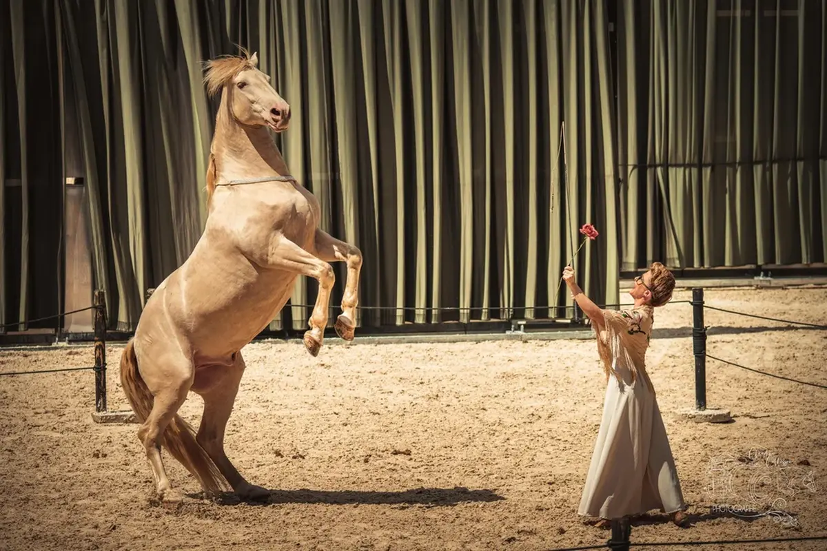 Théâtre équestre Hors(e) série - Mirabon et Dentelle