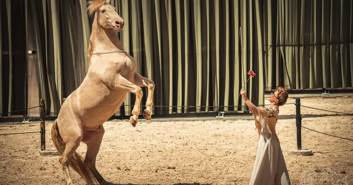 Théâtre équestre Hors(e) série - Mirabon et Dentelle