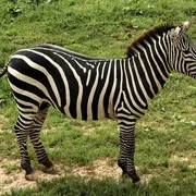 Théâtre - Les sous de Bruxelles