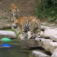 Le Zoo est l'occasion d'observer des animaux qu'on ne croise pas tous les jours&nbsp;! &copy; JDS