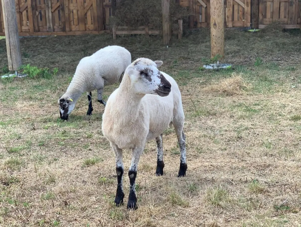 Tonte à la ferme pédagogique du domaine D'Hestia