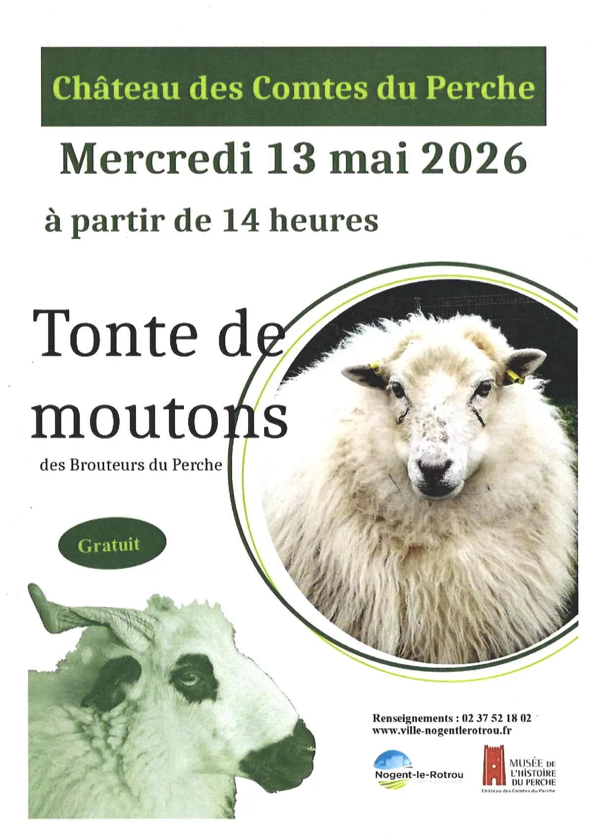 Tonte de moutons