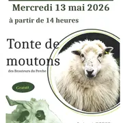 Tonte de moutons